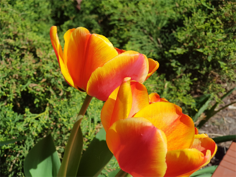 tulipan5.jpg