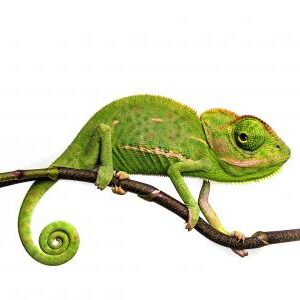 SUSE eLearning kameleon JPEG